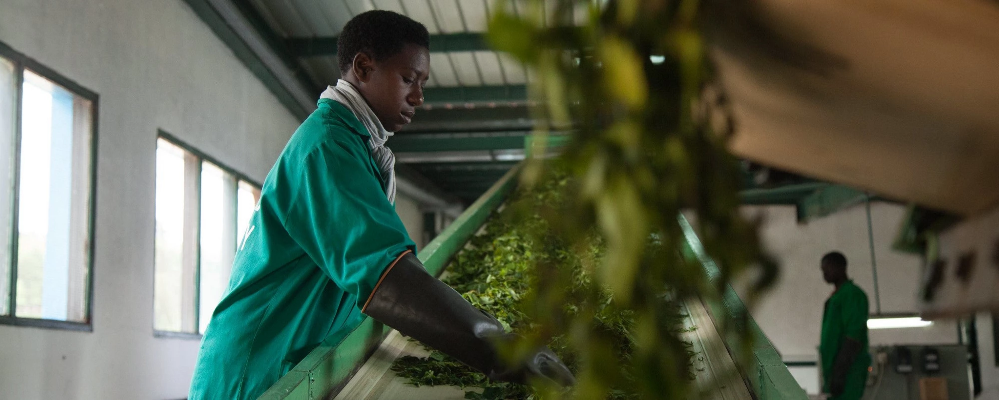 A worker sorts the green leaf tea before it reaches the main processing floor. 