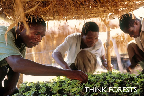 People check young cedrela odorata and grevillea robusta trees at a tree planting project financed by Danida in the village of Utosi.