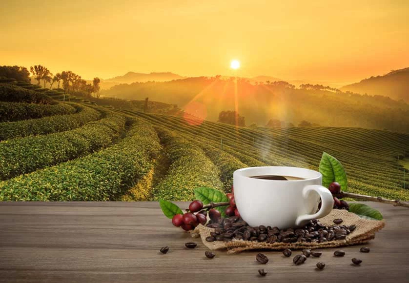 image of a fresh cup of coffee set against a background of a coffee plantation.