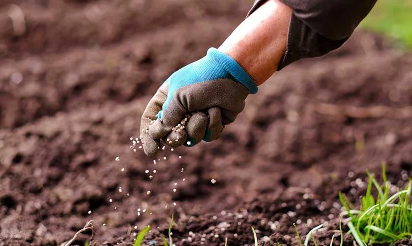 Photo of a woman's hand applying fertilizer on the soil. 