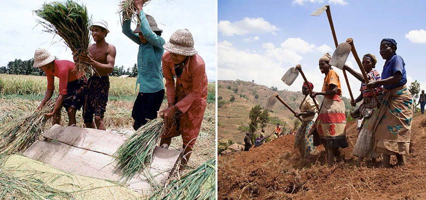 Women creating a terrace, men thrashing rice