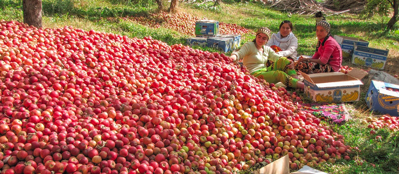 Apple harvest, Uzbekistan