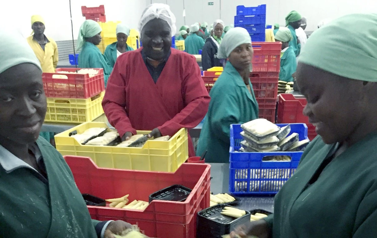 Vanduzi, in Manica province, is exporting baby corn and other horticultures to Europe, purchasing from smallholder farmers, who are given inputs and technical assistance.