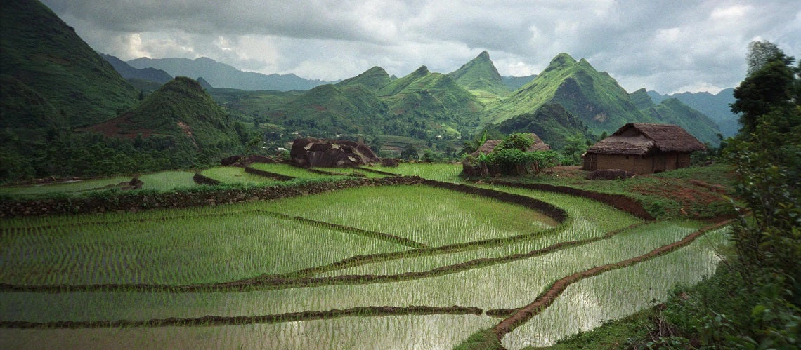 Rice-fields in a valley near Lao Cai, northern Vietnam