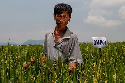 Au Viet Nam, Hai Huynh Van travaille avec des centres de recherche agronomique internationaux, dont des membres du consortium CGIAR, pour tester des variétés de riz résistant aux sécheresses et aux inondations. G.Smith/CIAT