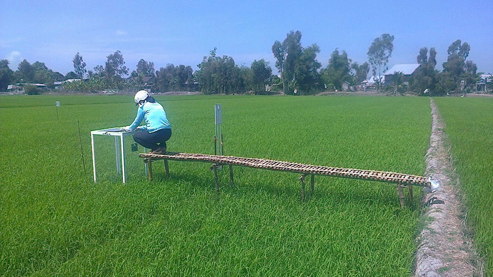 A woman measures greenhouse gas emissions on a rice farm in Vietnam.