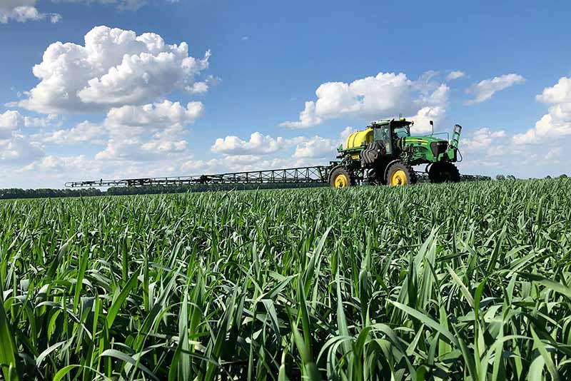 Wheat field in Ukraine. 