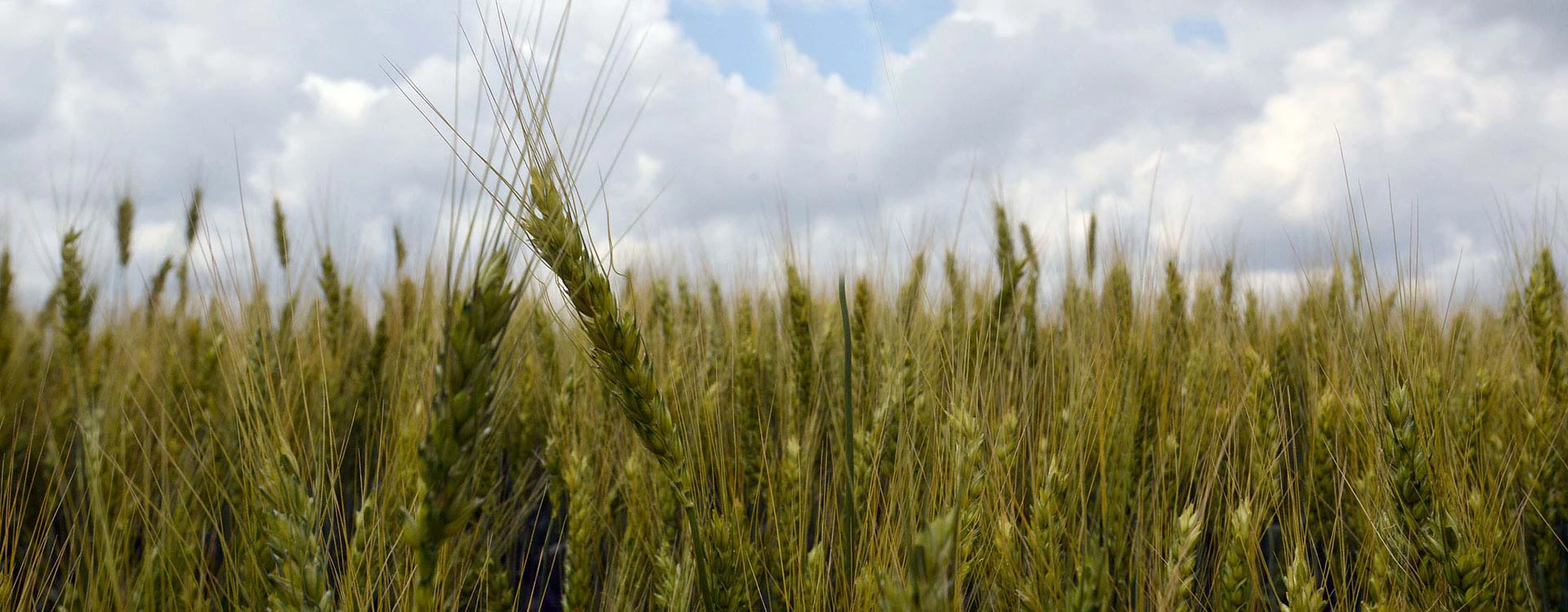 A healthy crop of wheat.