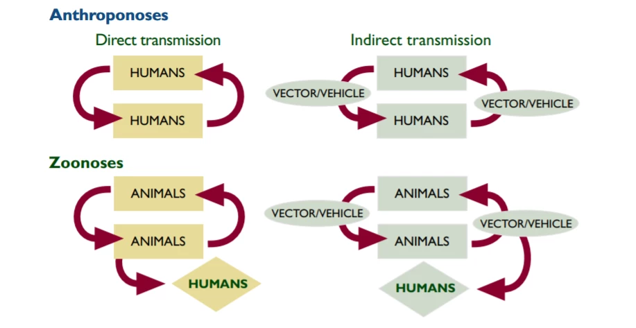 Four main types of transmission cycle for infectious diseases
