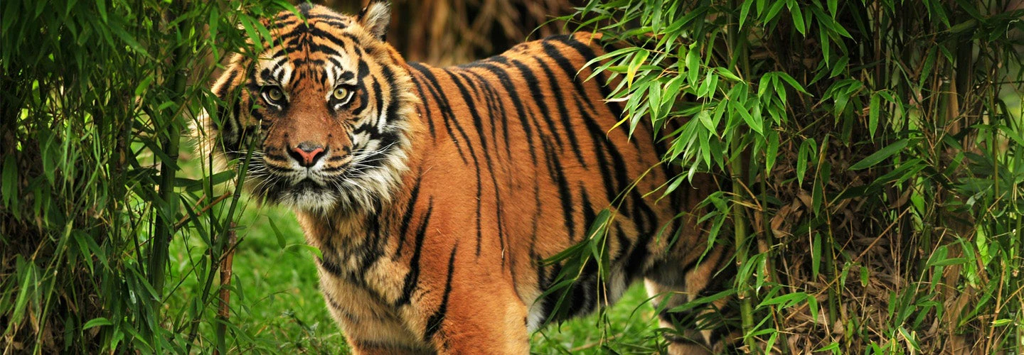 Scary looking male royal Bengal tiger staring towards the camera from inside the jungle 