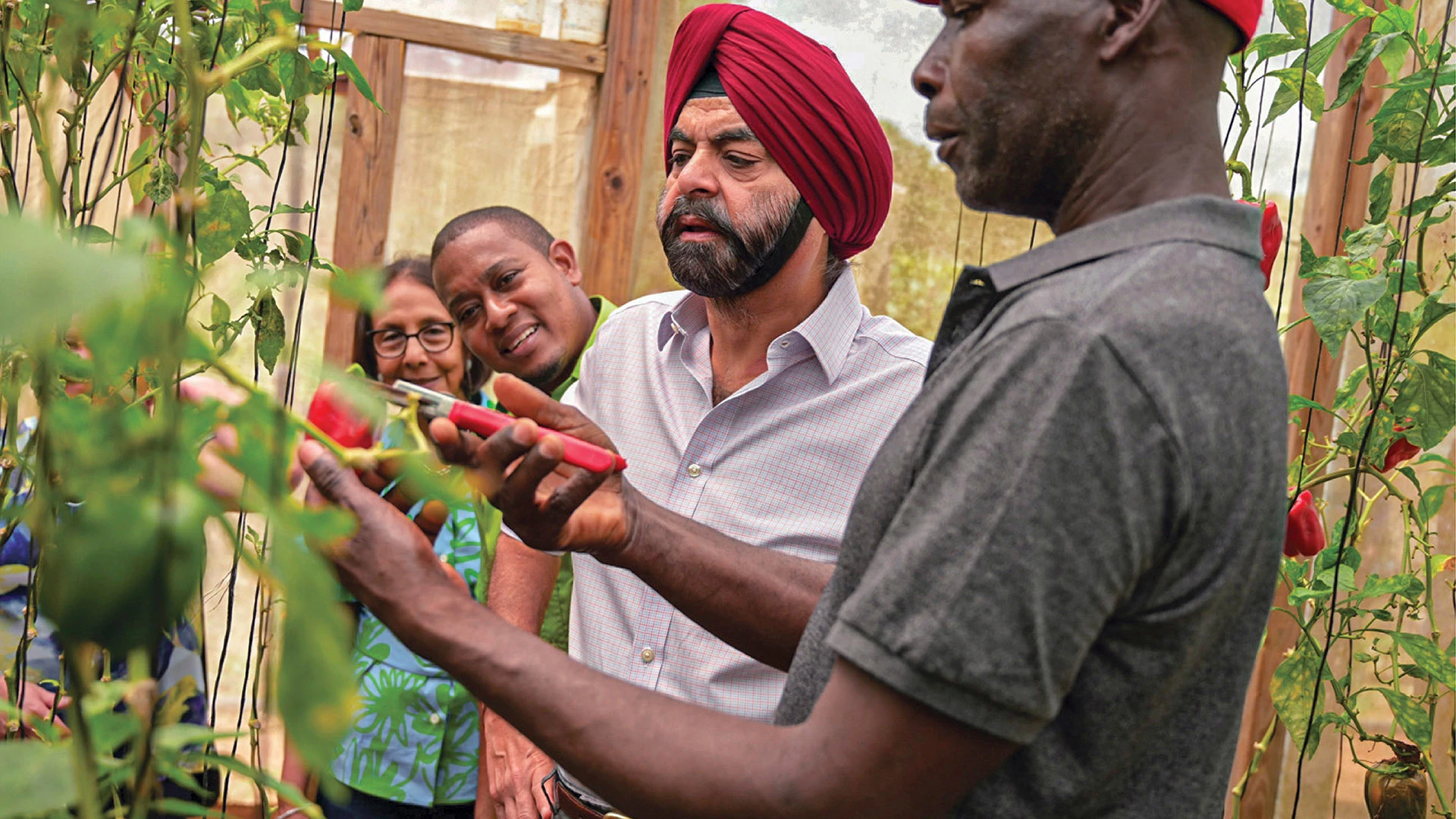 World Bank Group President Ajay Banga visits Jamaica’s Kirkvine Community Council Greenhouses, June 2023