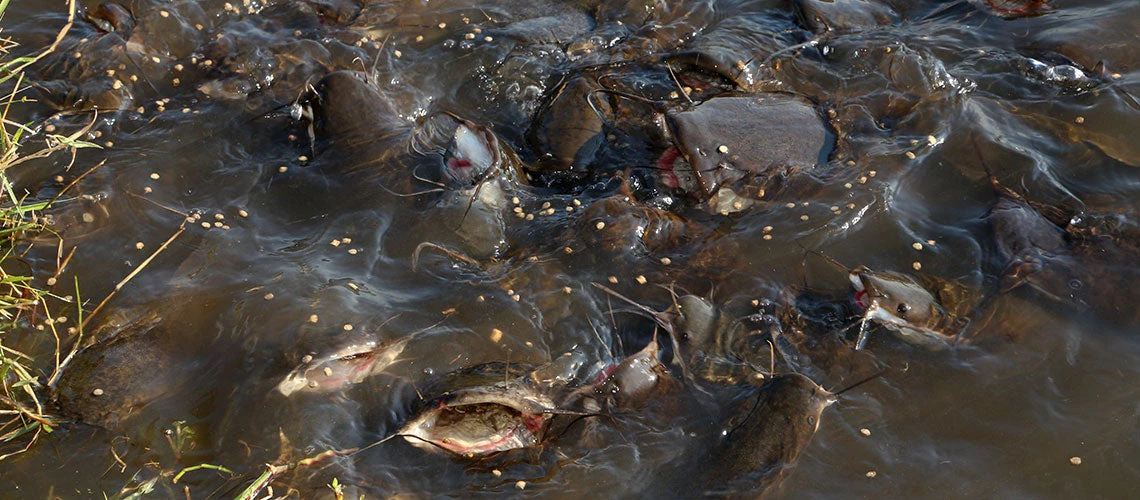 Baboo fish at the Limulunga District Kate dam fish farming community project.