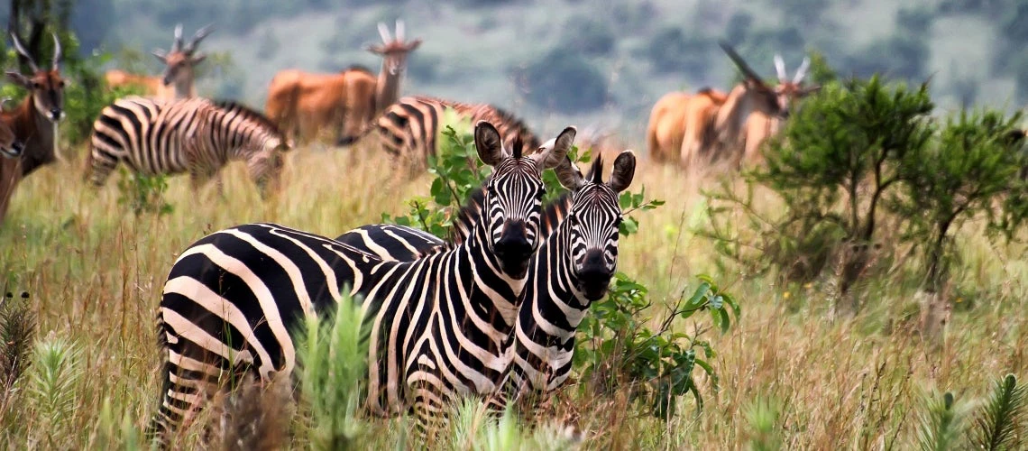 Dans le parc national de l?Akagera, au Rwanda, un partenariat de gestion collaborative a suscité des investissements privés qui ont entraîné une augmentation du tourisme et de l?emploi local. | © BGStock72, Shutterstock 