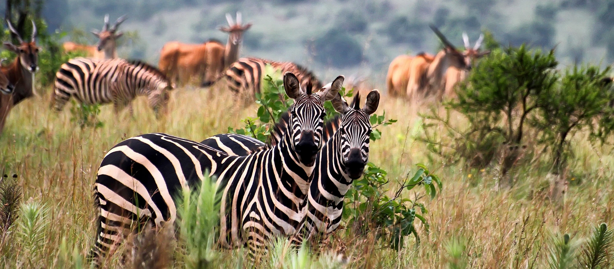 A collaborative management partnership in Rwanda?s Akagera National Park prompted private investment leading to increased tourism and local employment. 