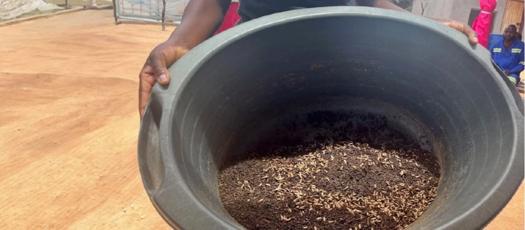 A community member showcasing the larvae (maggots) that are fed to chickens as a full replacement of the protein input in poultry feed. Photo: Cheryl Khuphe, World Bank.