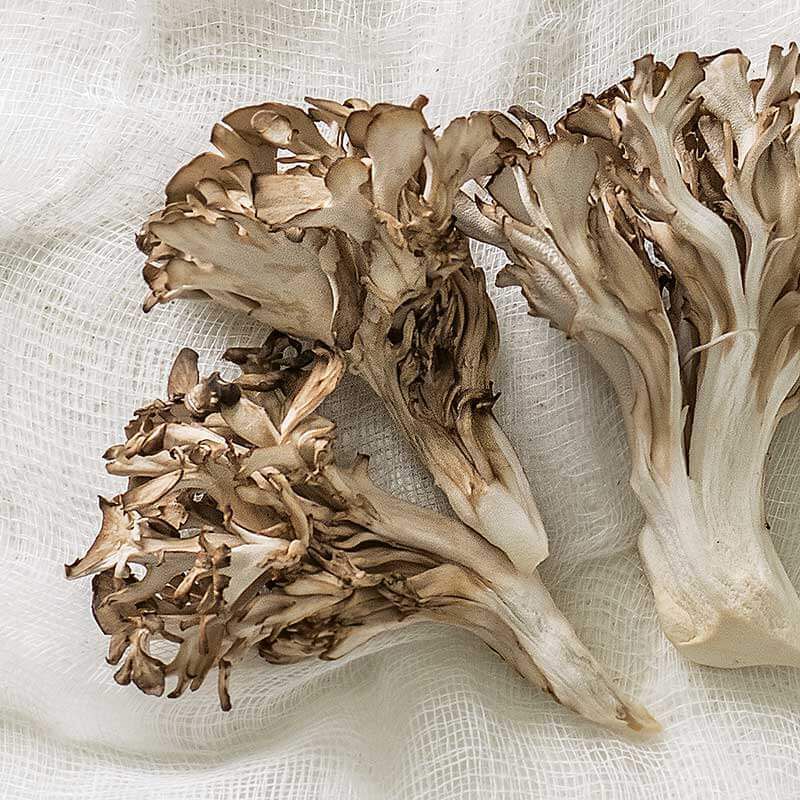New! Maitake Mushrooms